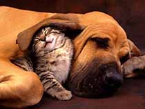 Buster and Kit