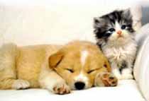 Button and Fluffy